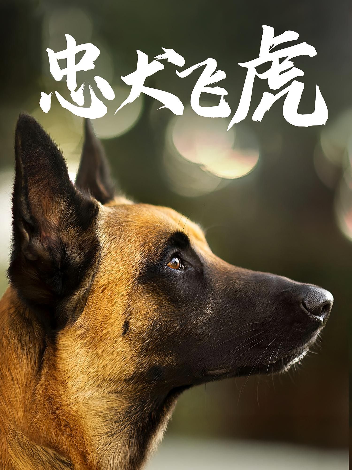 短剧 《忠犬飞虎》 在线播放超高清全集完整版  第1张 短剧 《忠犬飞虎》 在线播放超高清全集完整版  第1张